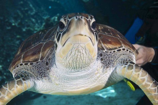 Reef HQ Great Barrier Reef Aquarium